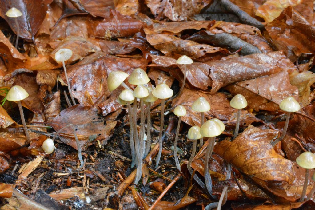 Mycena del 14/05/2018